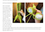 create a christmas grinch amigurumi  crochet pattern pdf